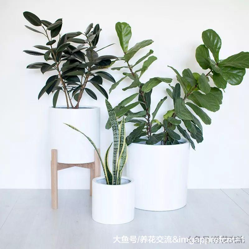 6种栽种简单的多肉植物, 新手也能养得很好