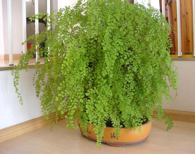 姥姥家卫生间没窗户不通风, 又潮又闷, 养了这5种花清爽干燥