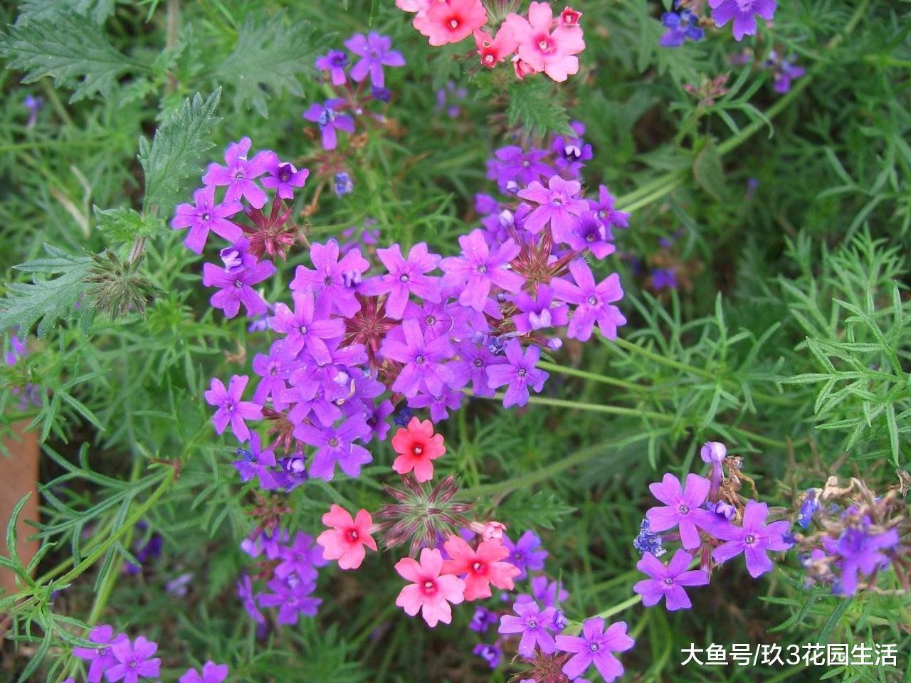 如何让美女樱四季常开?