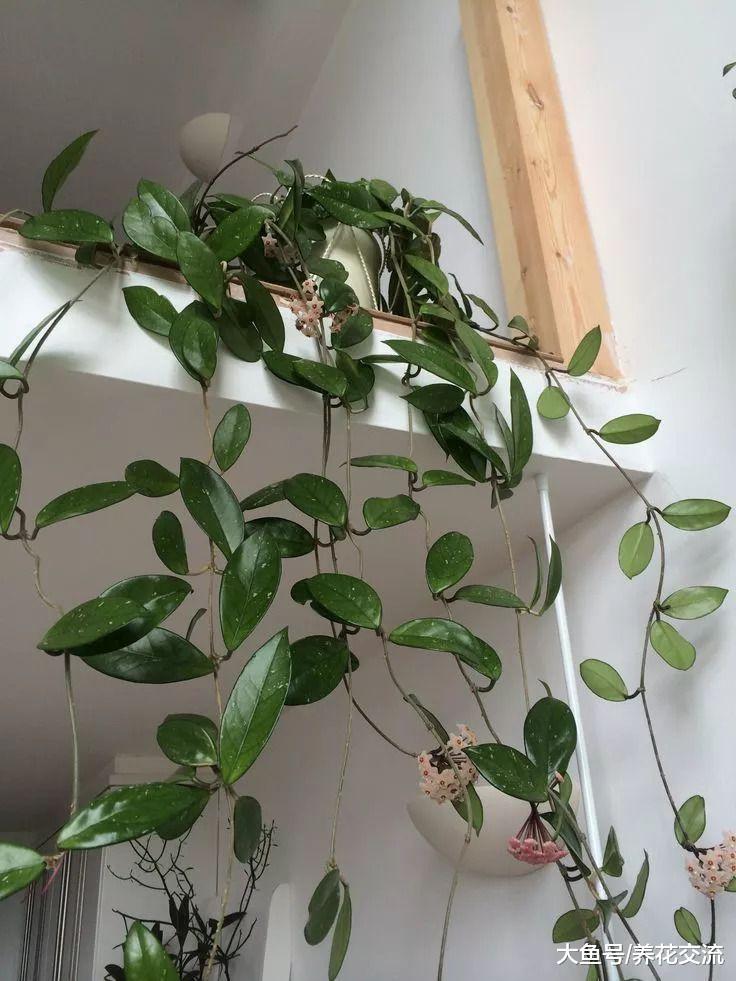 7种适合四季栽培的爬藤花卉, 特别容易生长的植物
