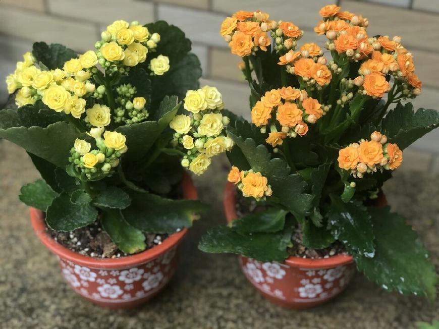 此4种花扦插, 蘸点“这水”, 7天长“白根”, 1月长成茂密盆栽