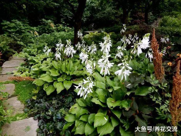 6种可以养在家里阴凉处的植物, 给一点点散射光就能开花