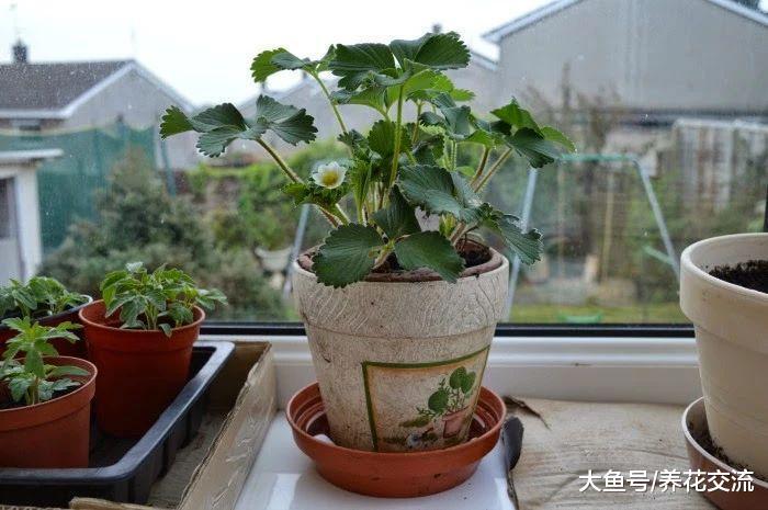 花友阳台上的一片墙都种满了草莓, 经常结果, 一个人都吃不完