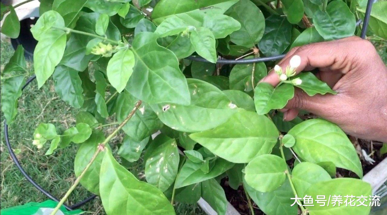 茉莉花用枝条扦插繁殖的技巧, 修剪后长出的枝叶萎蔫解决办法