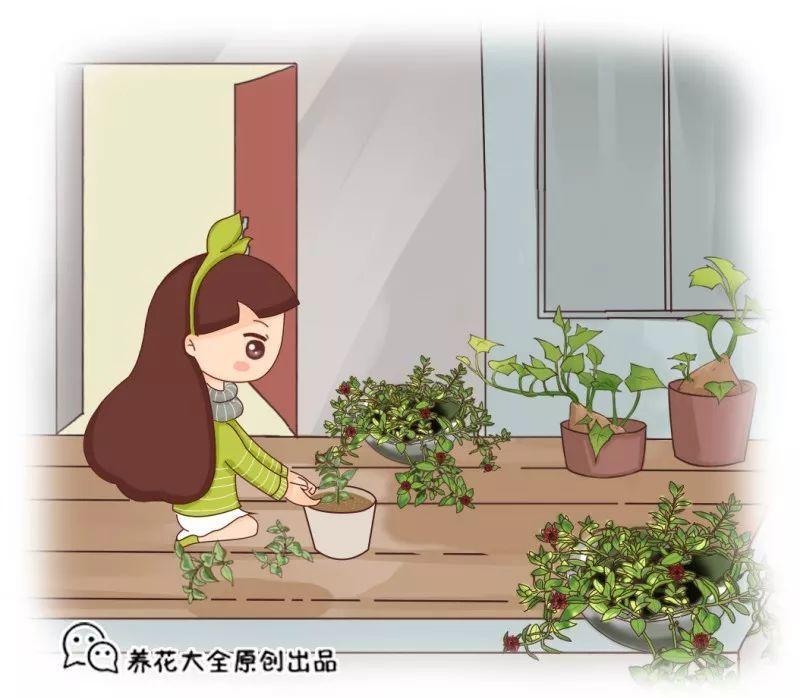这2盆花放一起, 比1台空气净化器还牛, 不养亏大了!
