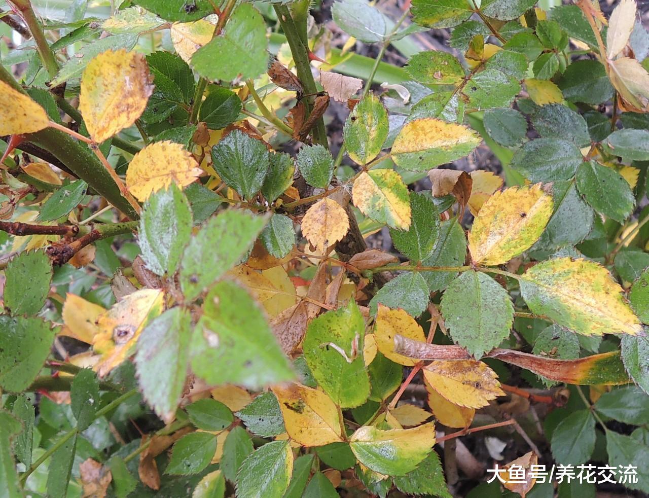 新手养的月季花特别容易挂掉, 做好下面这两点就非常关键
