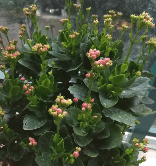 只长叶不开花? 给长寿戴个帽子, 花芽呼呼窜!