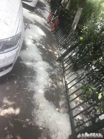 室外漫天飞絮, 快在家养盆龟背竹吧, 比净化器还好用!