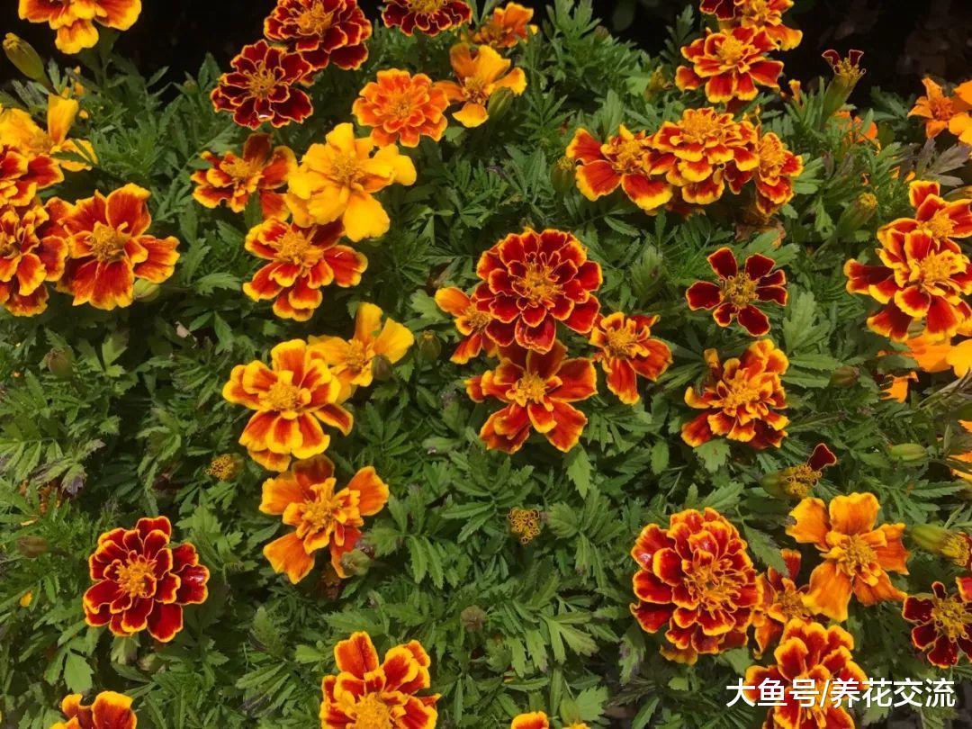 8种新手也很难养死的抗旱植物, 不需要太多时间照顾的花卉