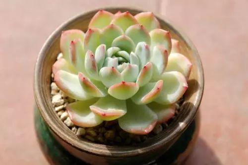 花月夜、月光女神、吉娃娃总是分不清? 可不要再被忽悠了!