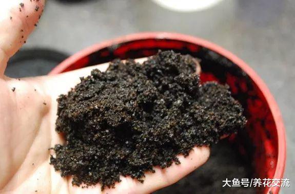 用咖啡渣养花的五大好处, 使用方法都是非常简单的