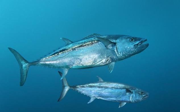 孕妇生下的孩子畸形, 原因是这个吃多了! 这几种食物千万别吃