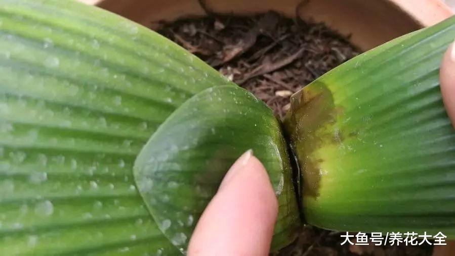 君子兰一烂心就丢? 学1招满血复活, 2个月就开花!