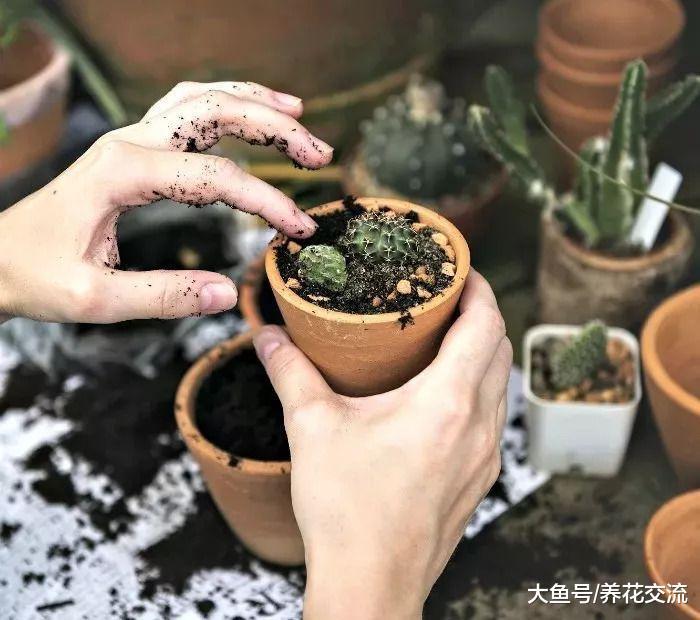 秋冬季节植物养在室内需要这几点额外照顾, 想养死花都难了