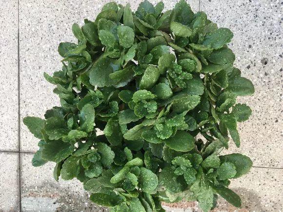 这种肥料遍地是, 捡点回来浇花, 比淘米水还管用!