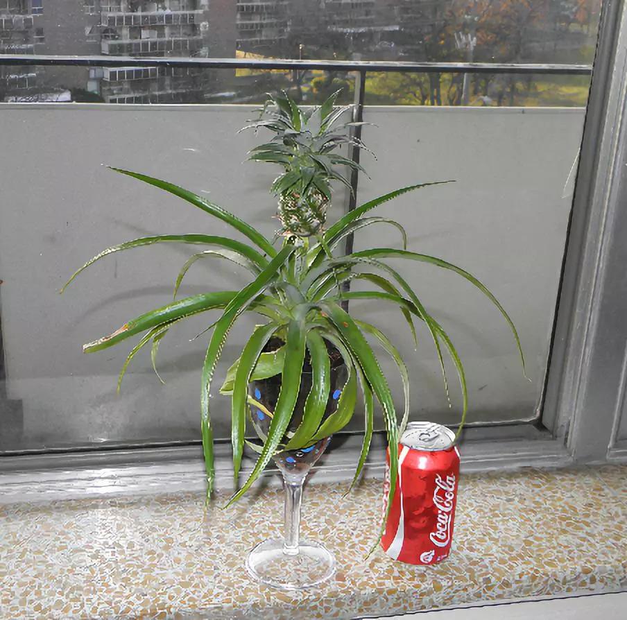 吃剩的菠萝头, 被儿子养在高脚杯, 不用一年长出了小菠萝!