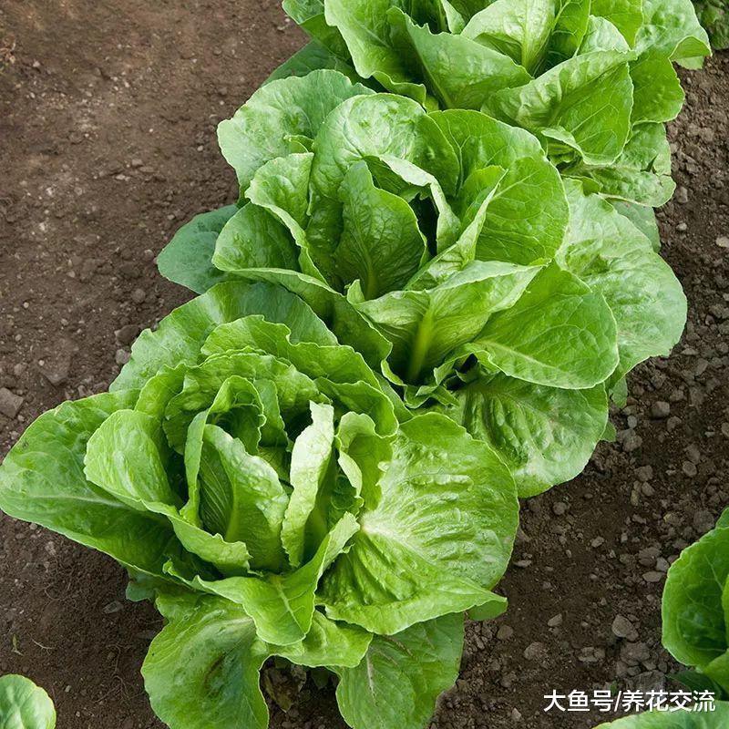 这九种蔬菜非常适合栽种在番茄的旁边, 能够互相促进生长