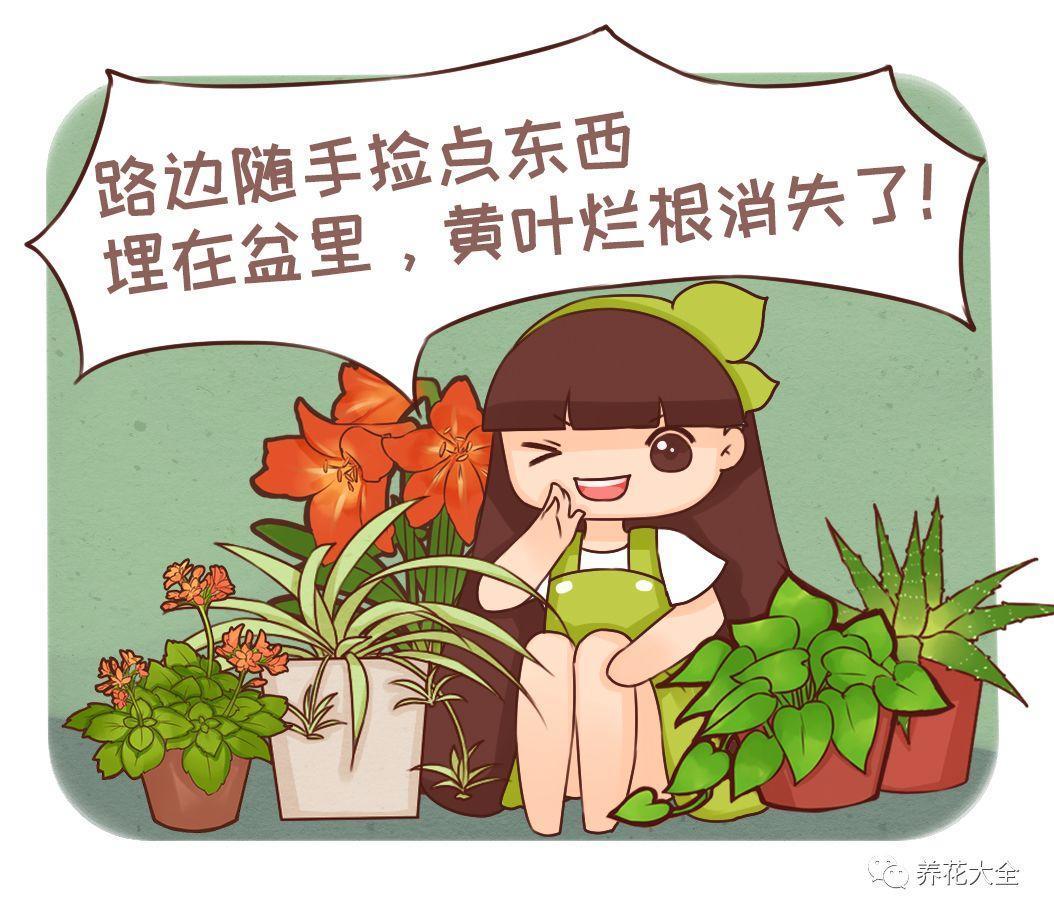 垃圾桶里捡了它, 丢盆里再也不招虫, 咕噜噜冒花苞!