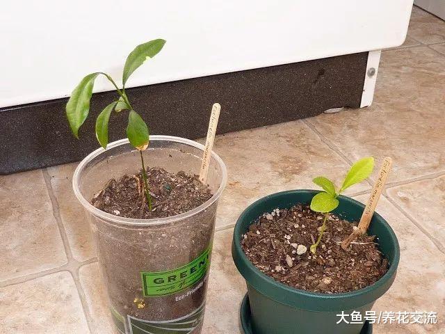 用花盆种出来的金桔结大量果子, 掌握这些技巧就好了