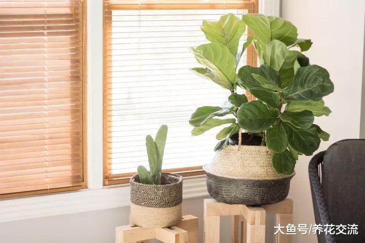 养花新手如何选择适合自己的盆栽植物, 有哪些花卉很难养死?