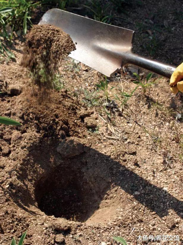 养死盆栽栀子花常见的5个错误操作, 促进常年开花的秘诀