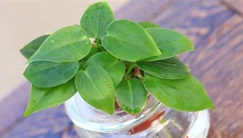 害怕光照不足的小伙伴们可以放心了, 这几种植物一点点光就能长疯!