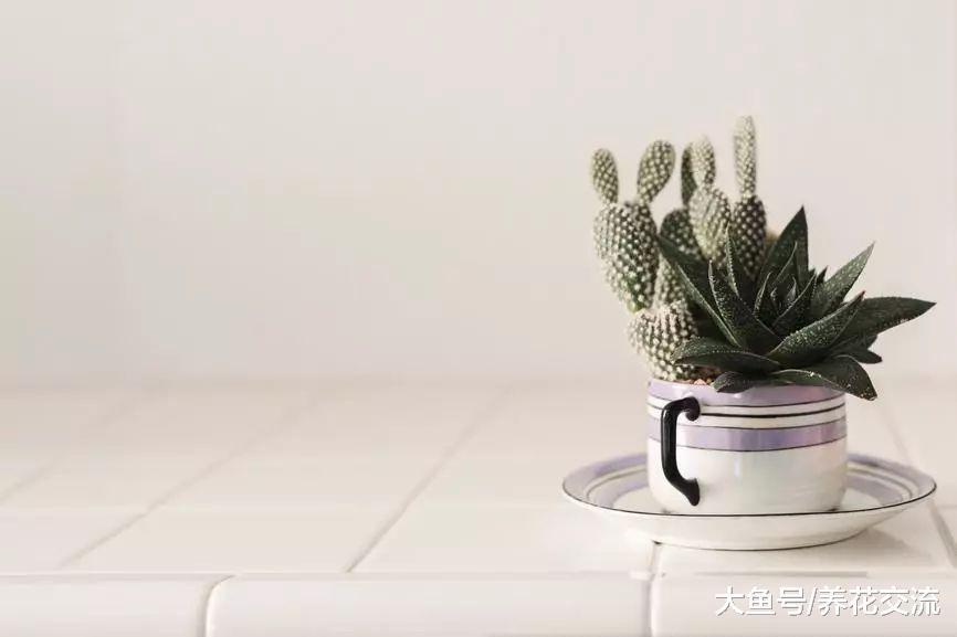 6种适合摆放在桌面上的仙人掌盆栽, 看起来精致可爱的景观