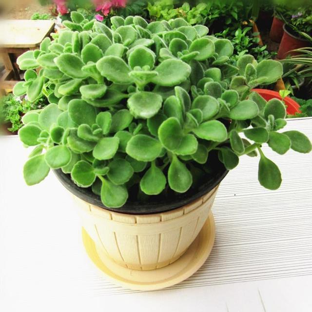 过期的药片是“宝贝”, 给花盆里丢一片呼呼长, 比施肥还灵