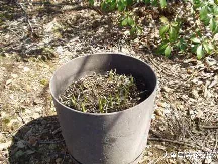 玉簪花的块茎在花盆里萌发幼苗, 不用两个月就能开出迷人花朵