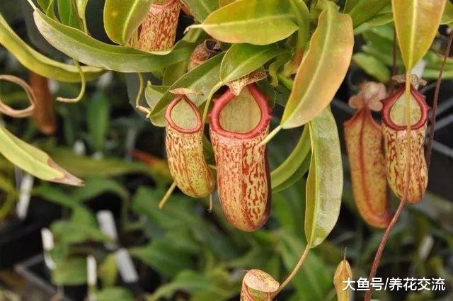 新手掌握这些技巧, 在窗台和阳台上就能养好各种食虫草了