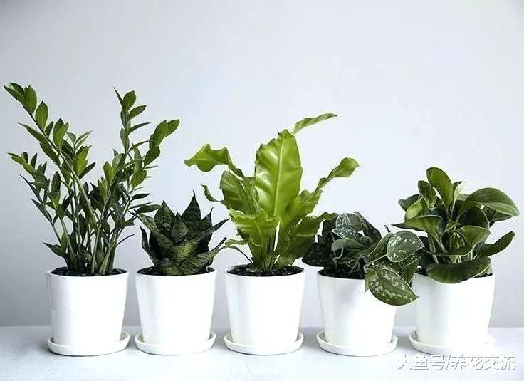 9种清新的室内盆栽观赏植物, 搭配现代家居就很适合