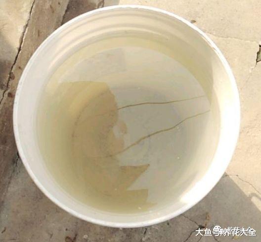 栀子多肉猛灌1种饮料, 1根枝冒40个花苞!