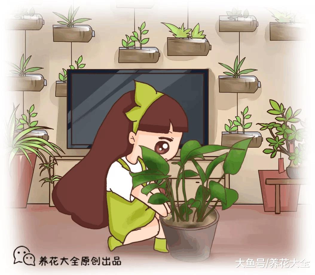 花盆边上挖个洞, 埋点大豆粒, 肥力十足