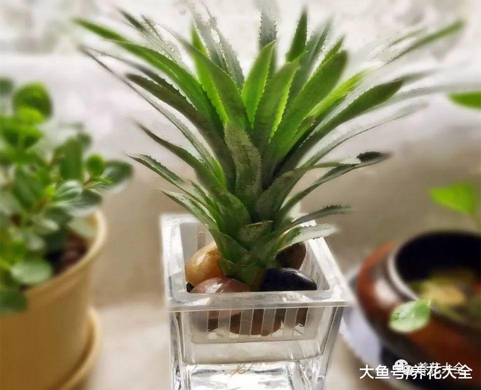 削完的菠萝皮千万别扔, 拿来做花肥, 植物用了越长越茂盛!