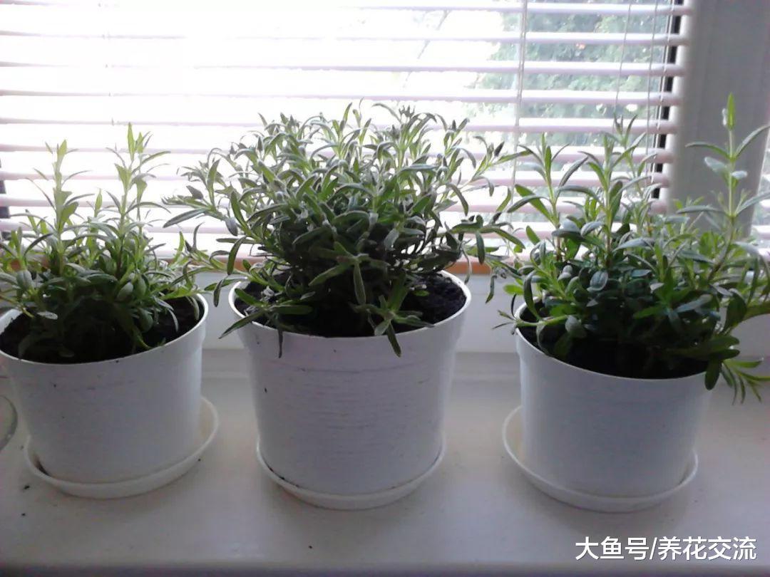 没想要盆栽养护薰衣草还有这几个技巧, 难怪我的不能开花