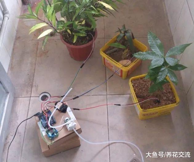 用简单软管制作自动滴灌系统, 植物花卉能够自动补充水分
