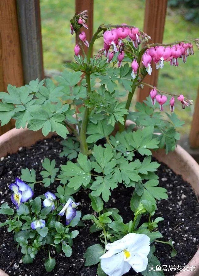 七种在阴凉处就能保持不断开花的植物, 在光线明亮处也能开花