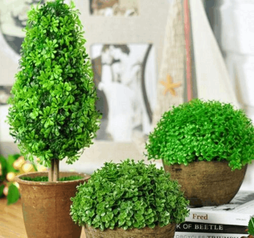 富贵竹滴上点“它”, 花根变健壮, 枝芽呼呼疯长!