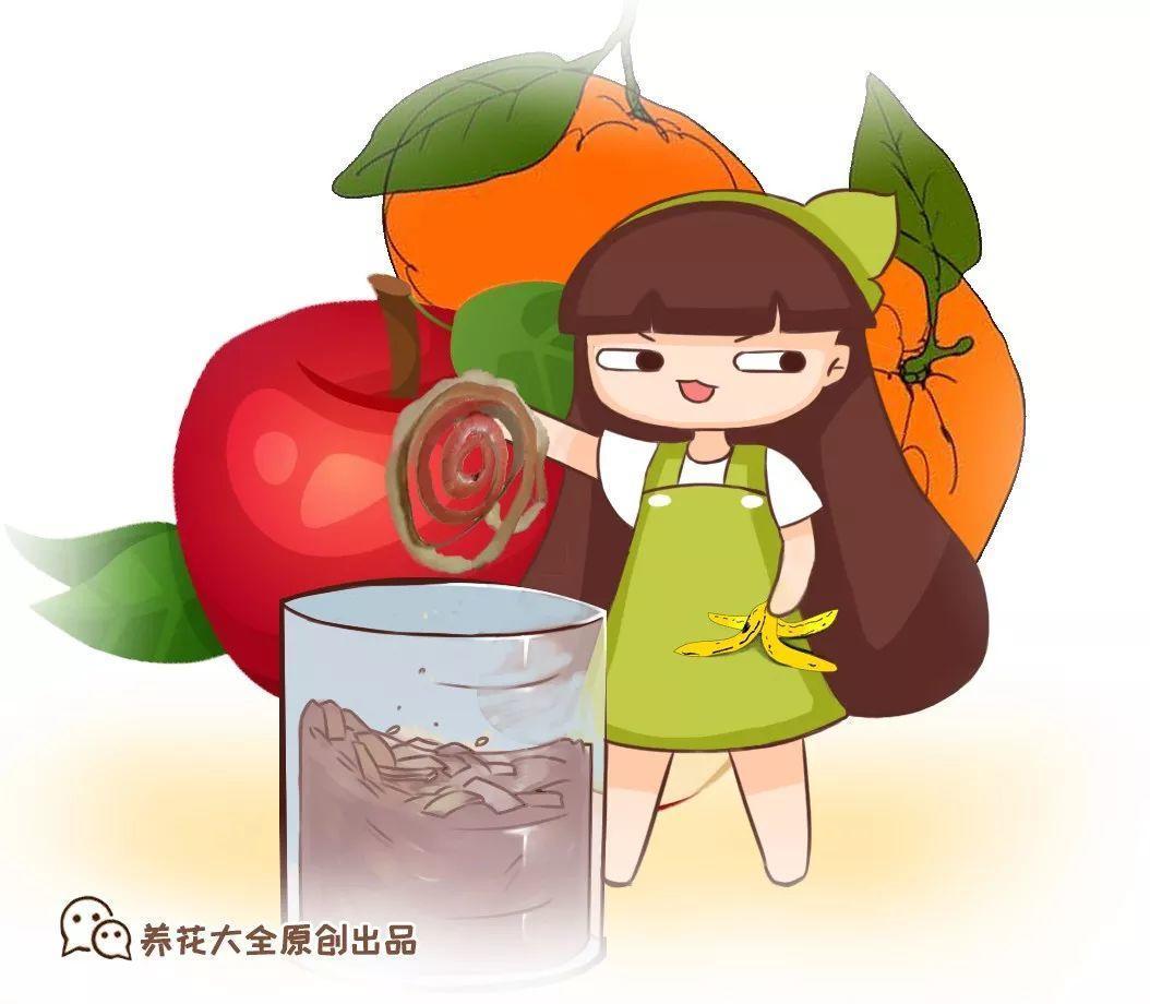用苹果皮来沤肥, 花喝了就长个, 满盆都是油绿叶! 家里的花没精神?