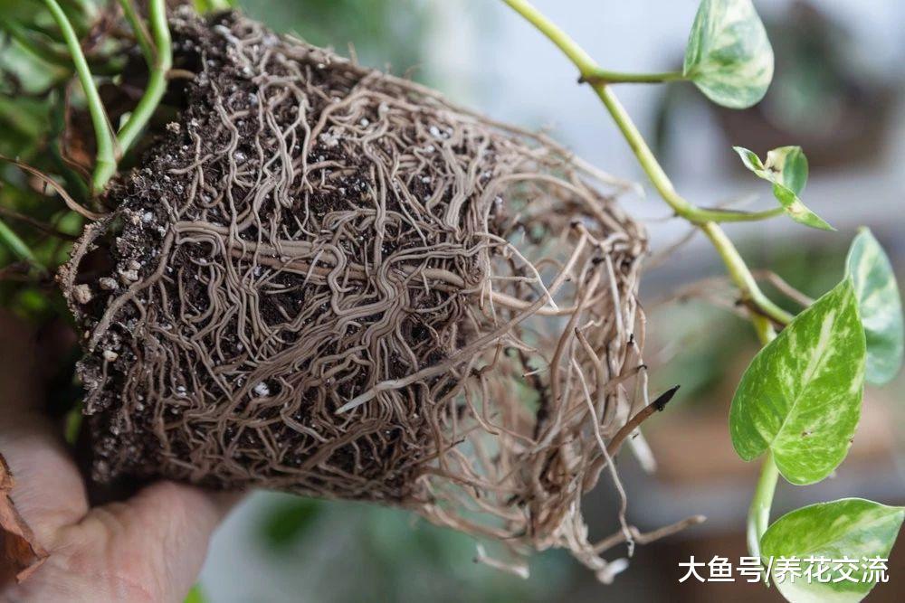 为什么我的绿萝叶子会发黄, 找到了下面这6个原因