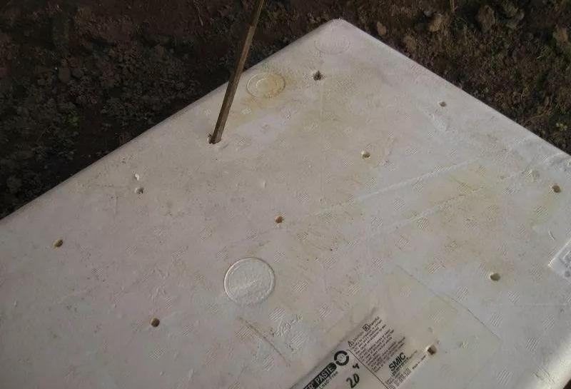 小区人人种韭菜, 3天发芽, 10天就能割一茬!