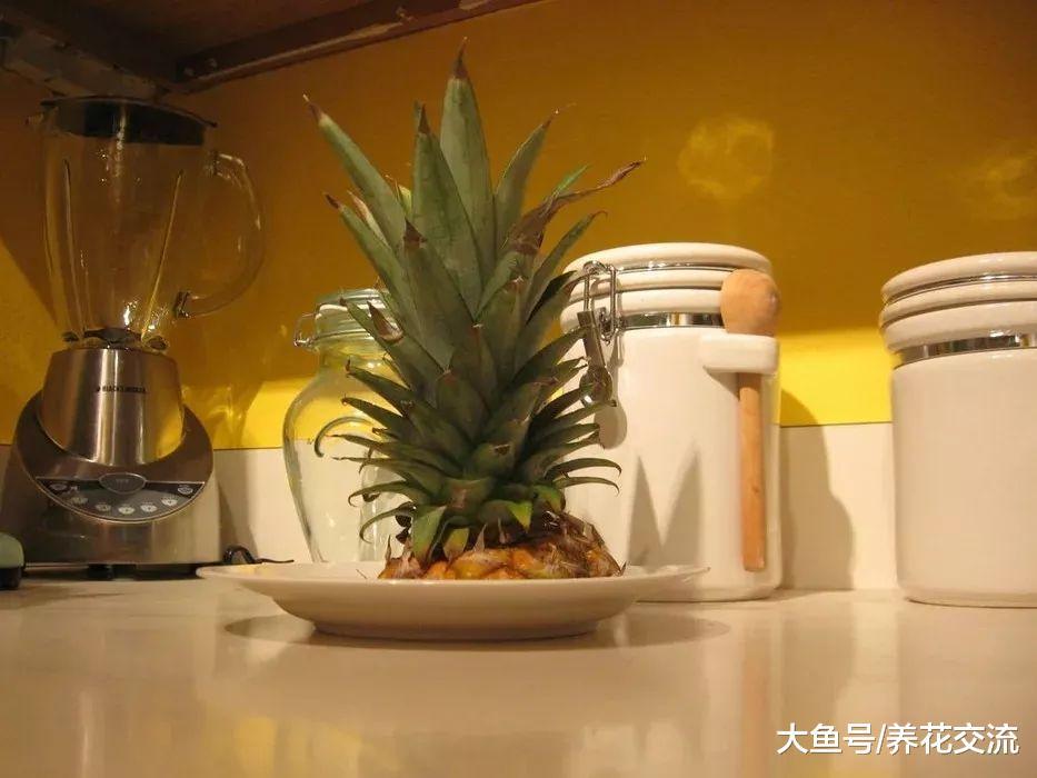 拧下来的菠萝叶冠不要丢了, 简单7步就能重新养成盆栽植物