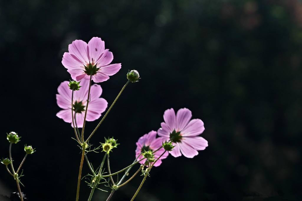 绿叶看够了, 想来点“颜色”, 这3款一养“爆盆”还四季开花!