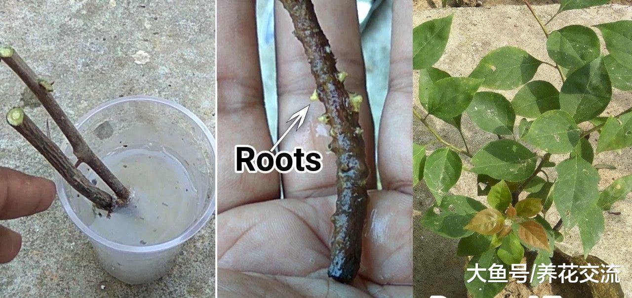 你的三角梅用枝条扦插繁殖不成功, 这几点做好了没?