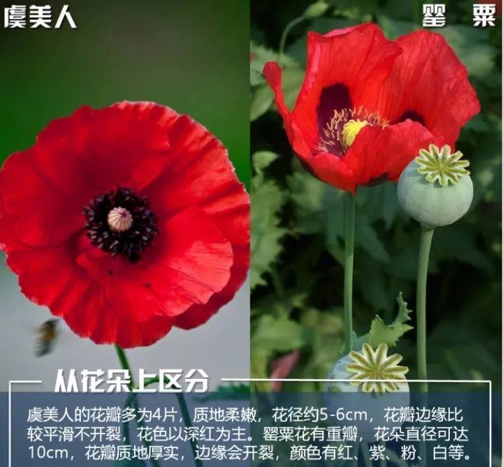 不是所有的花都能养, 颜色越艳越有毒, 别再往家搬了!