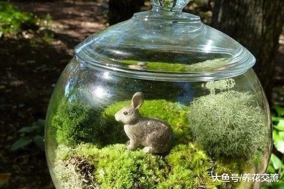 制作苔藓植物景观需要讲究的小技巧, 让苔藓和玻璃瓶完美结合
