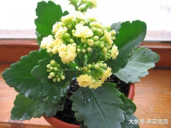 长寿花的叶子变软的正确处理方法, 保持每年冬春季节开花