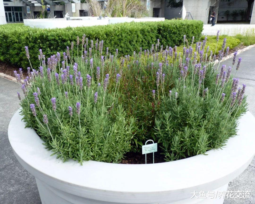 养在室外能够驱赶蚂蚁的清香植物, 减少害虫侵扰