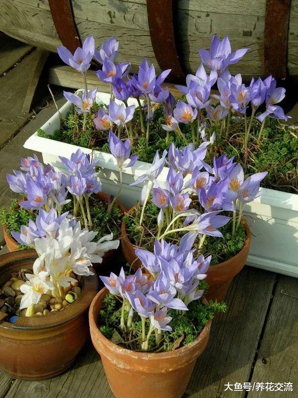 11种花朵特别好看的盆栽花卉, 但很少人能将它们养好