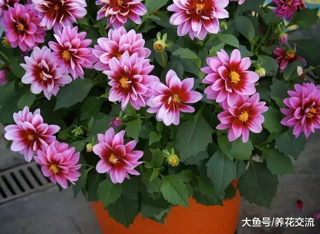 养护盆栽植物的9个主要的技巧, 新手就不要错过了